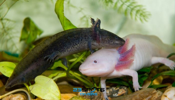 Axolotl (Ambystoma mexicanum)