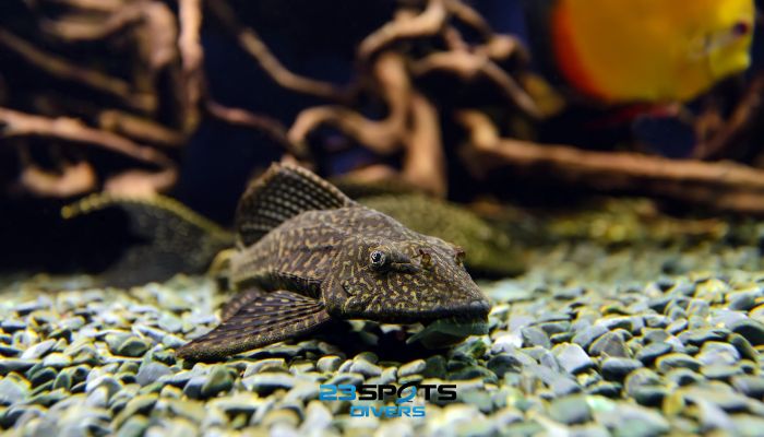 Blauer Antennenwels (Ancistrus sp.)