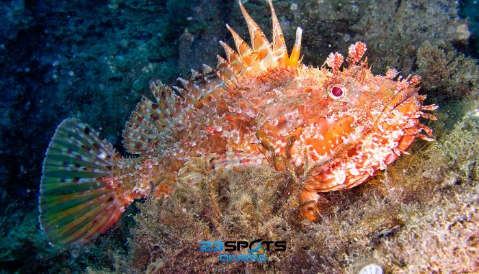 Drachenkopf oder auch Meersau (Scorpaena scrofa)
