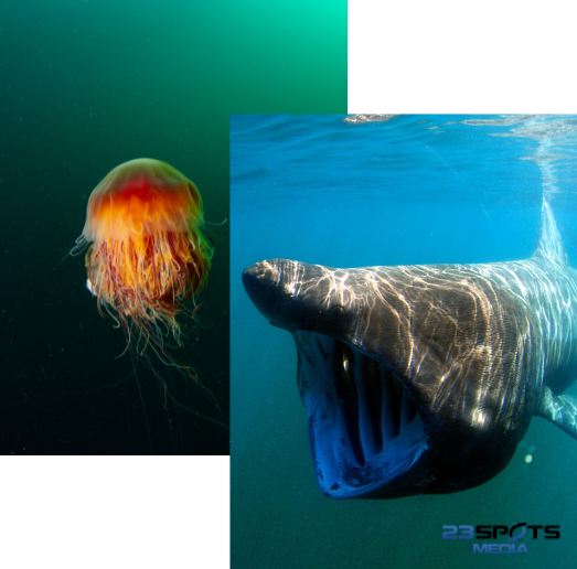 Farbkorrektur Unterwasser Fotografie