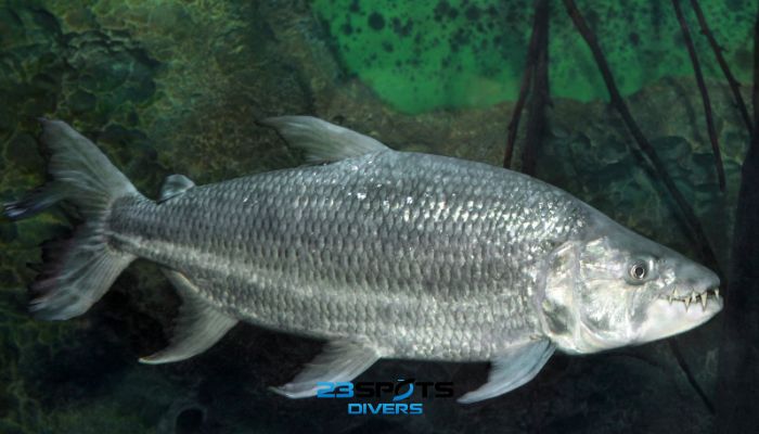 Goliath-Tigerfisch (Hydrocynus goliath)