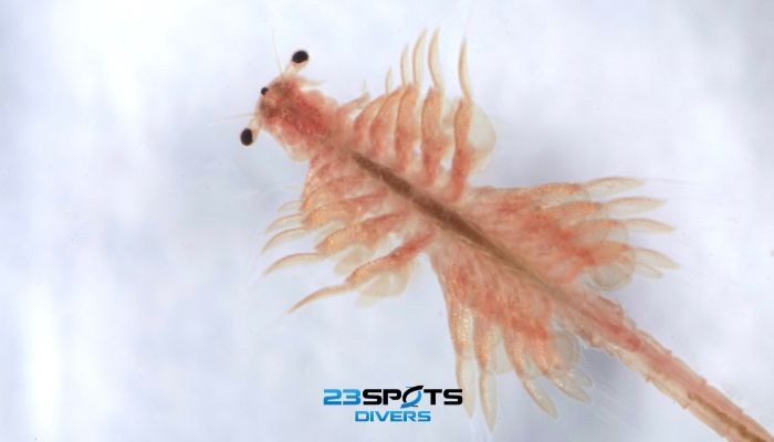 Kiemenfußkrebs (Artemia salina)