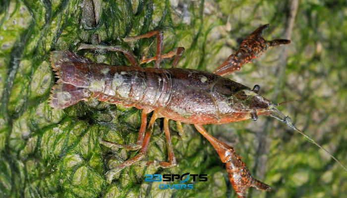 Marmorkrebs (Procambarus virginalis)