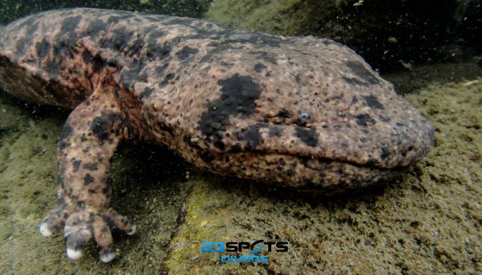 Riesensalamander (Andrias davidianus)