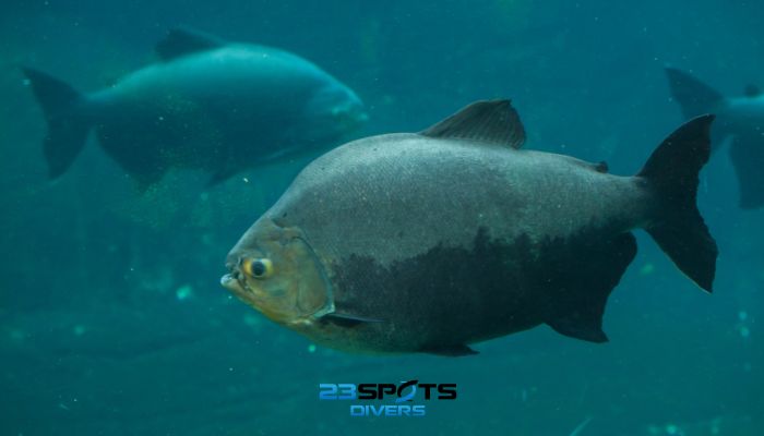 Schwarzer Pacu (Colossoma macropomum