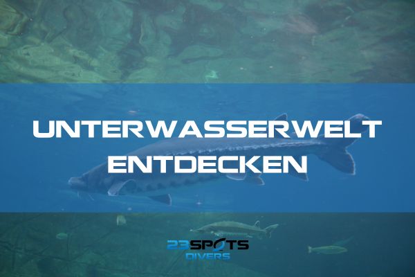 Unterwasserwelt entdecken beim Tauchen