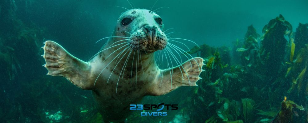 Unterwasserwelt erleben